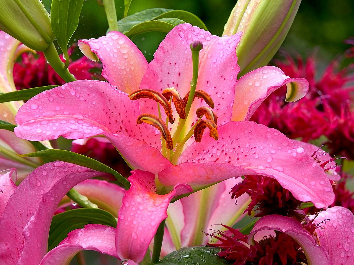 Fiore rosa sulla pianta : gratis foto di sfondo 1600x1200