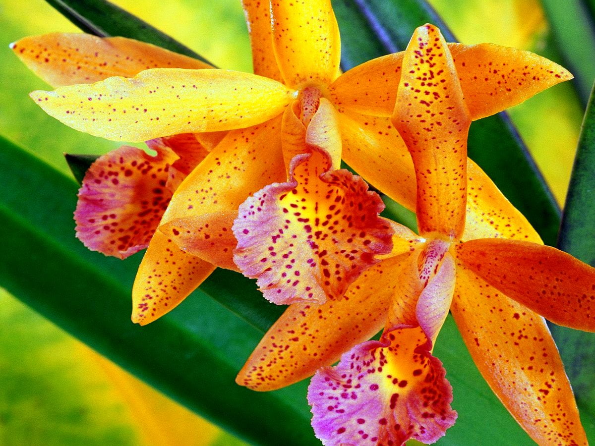Fiori, orchidea, petalo, giglio, flora : gratis sfondo 1600x1200
