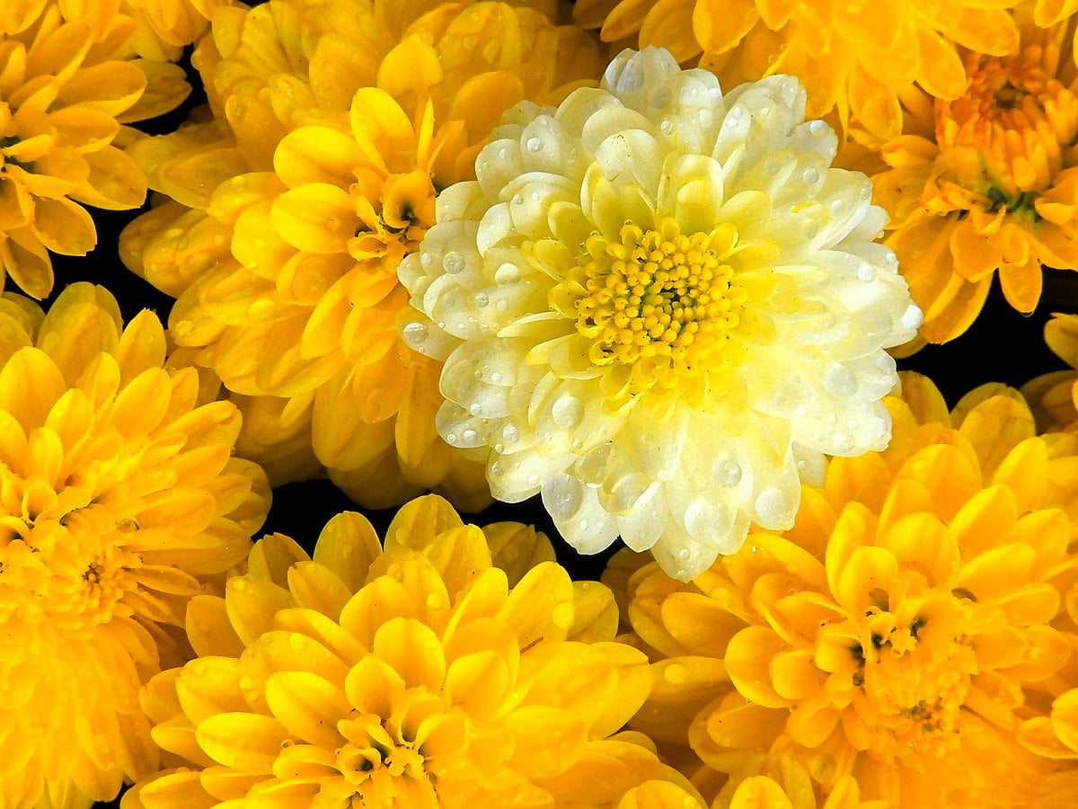 Sfondo Fiori, Gialli, Petalo 🔥 Migliori Immagini