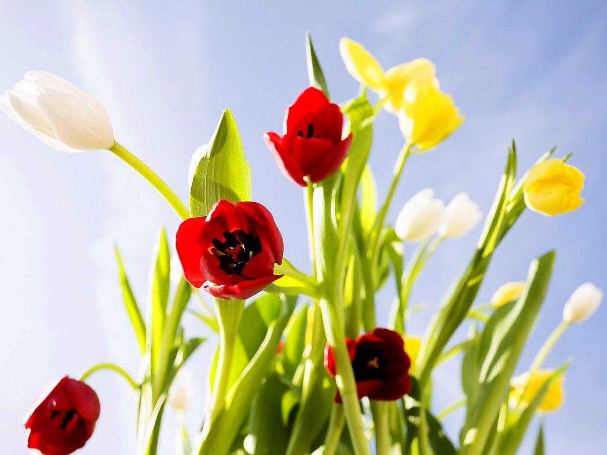 Vaso di fiori sulla pianta - HD immagine di sfondo (1600x1200)