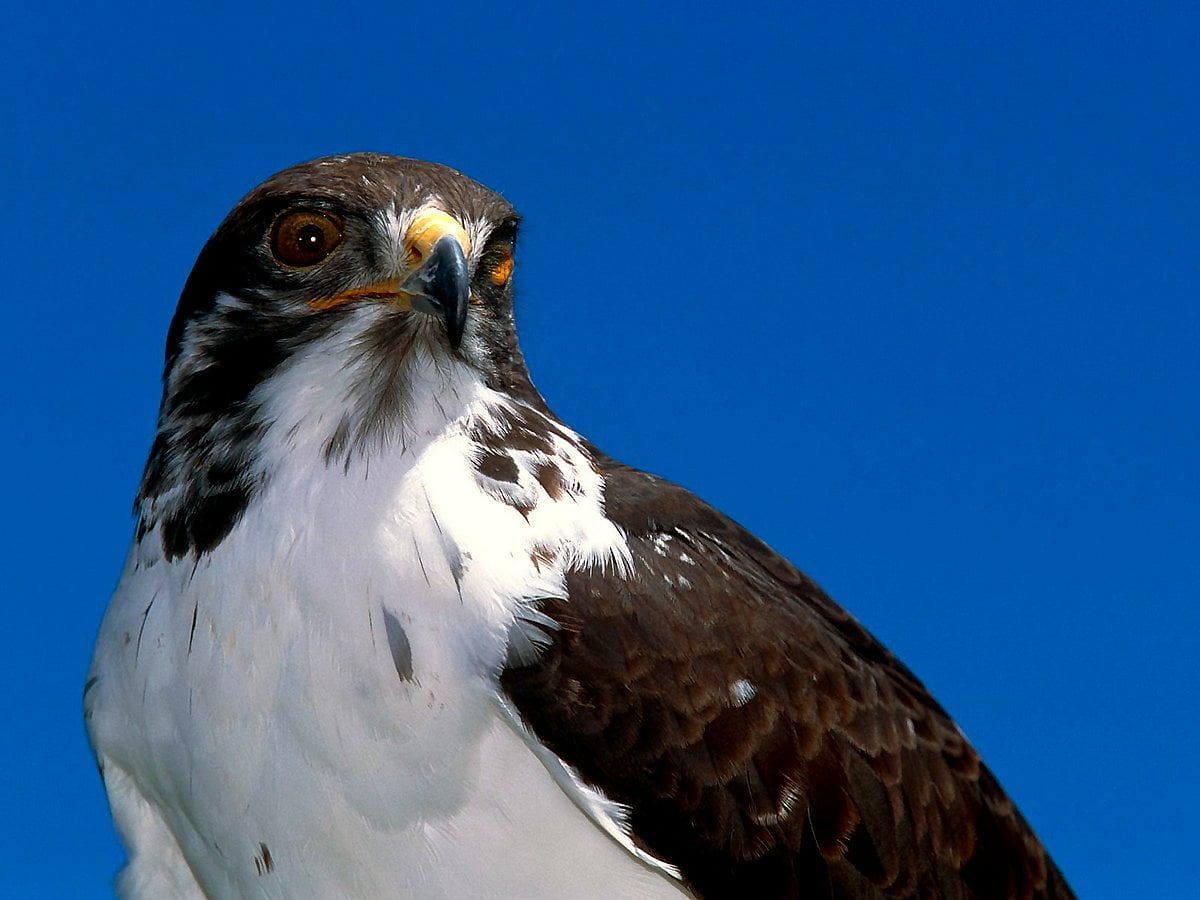Sfondo Uccello Aquila Uccello Rapace Scarica Sfondi Migliori