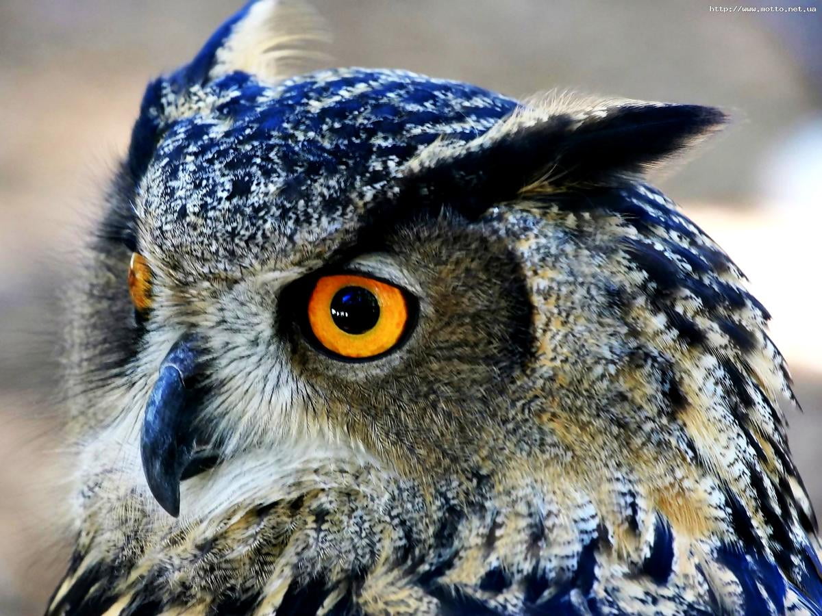 Onwomania Ciondolo Portachiavi In Legno Fatto A Mano, Gufo Reale, Uccello Rapace, Originale Dalla Germania