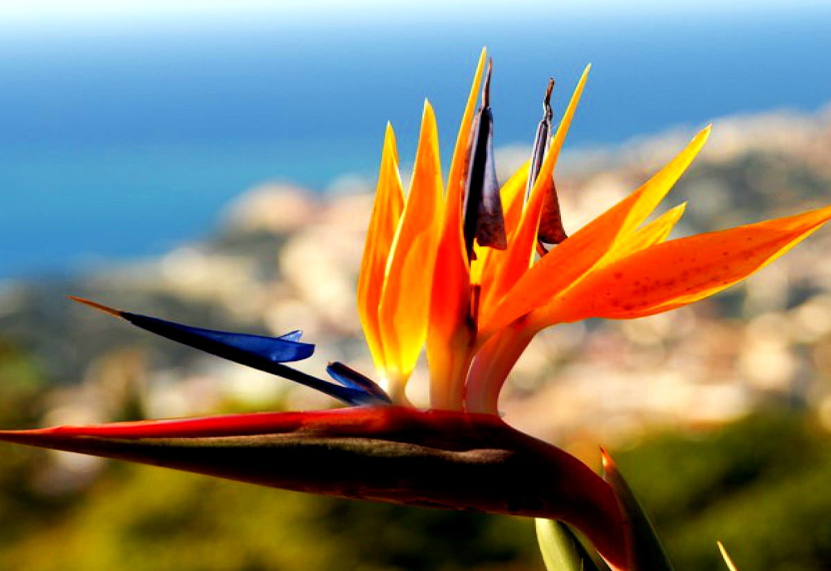 Fiori Artificiali Strelitzia Rikyo - 6 Pezzi, 58.4 Cm, Arancione, Piante Tropicali Decorativo