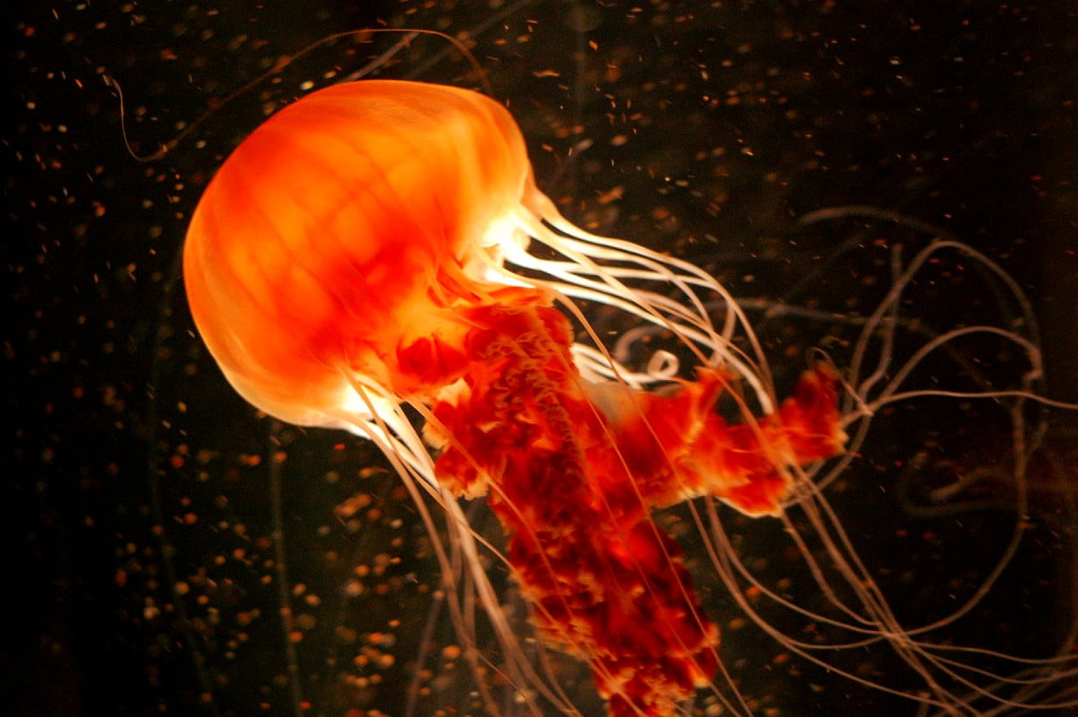 Medusa Animali Acquario Sfondo 1600x900 Scarica Immagini