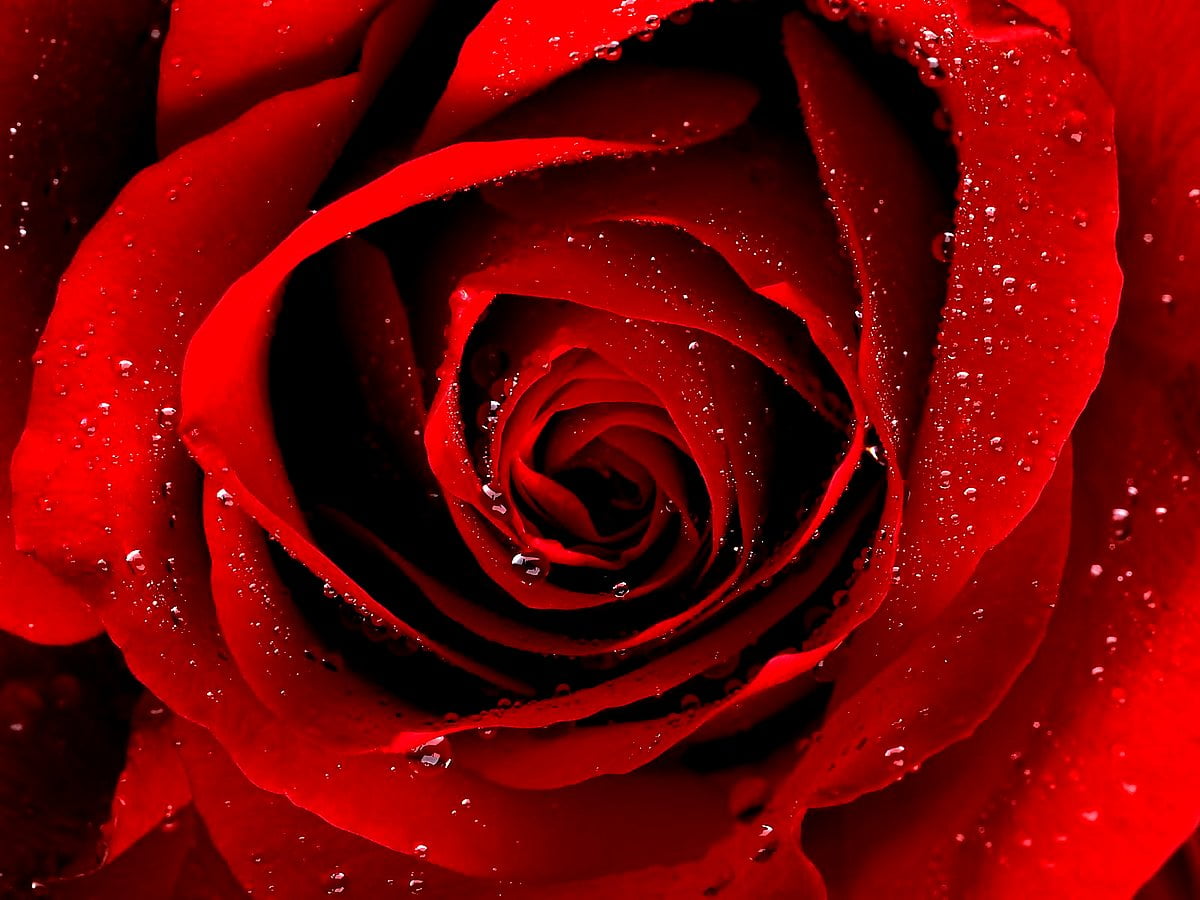 Rosa rossa sul fiore - HD immagine di sfondo (1600x1200)