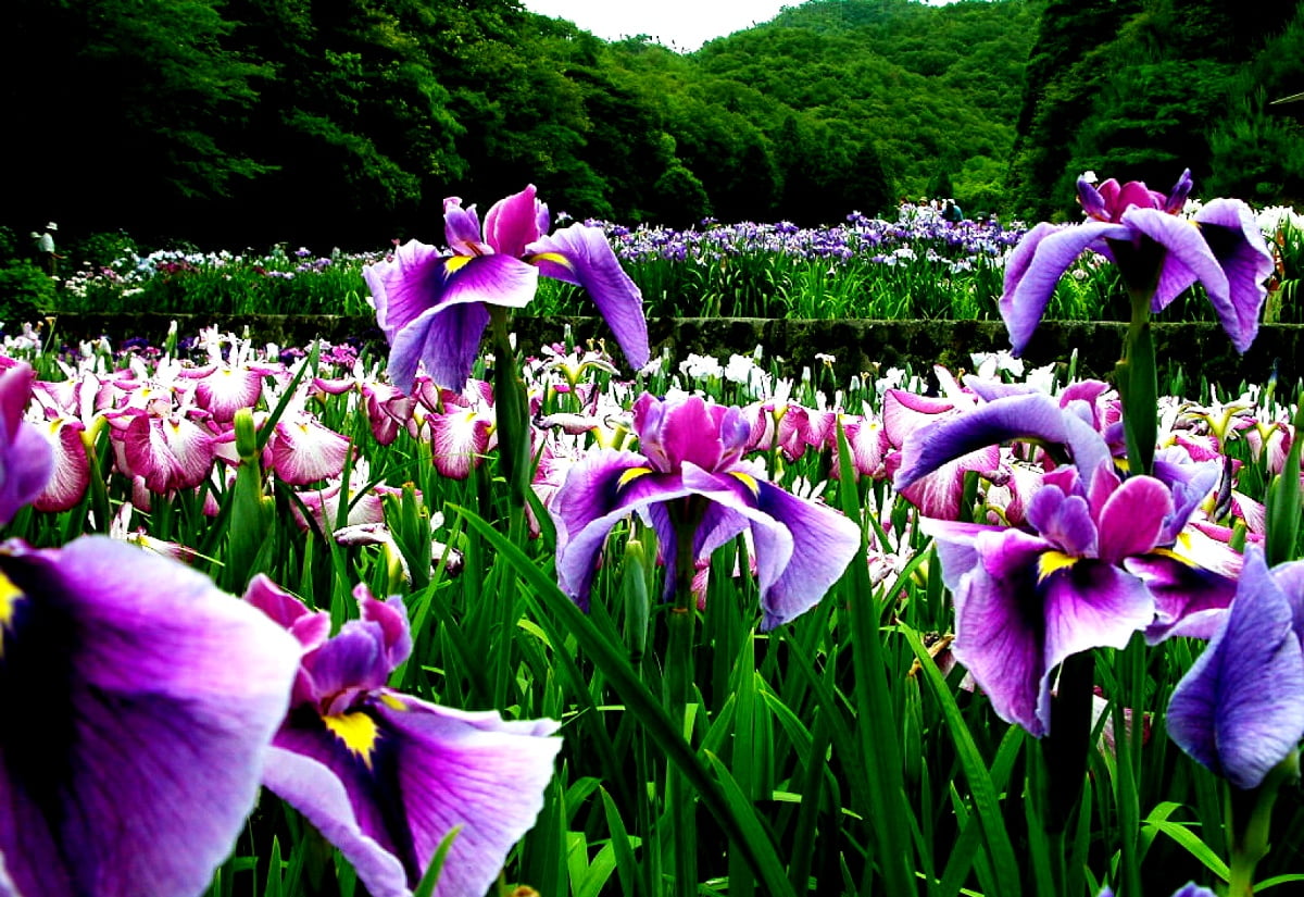 Sfondo Fiori, Petalo, Viola 🔥 Scarica Immagini