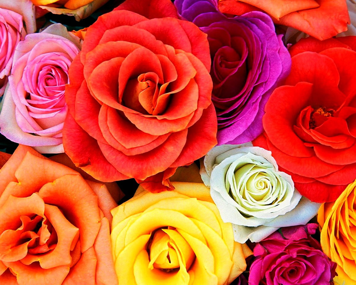 Bouquet di fiori rosa : gratis immagine di sfondo