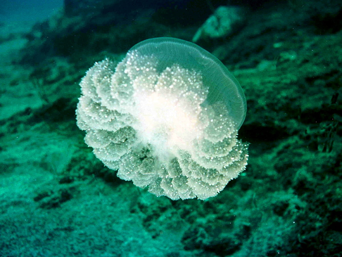 Meduse con bello corallo sotto l'illustrazione del mare | Vettore Premium Meduse con bello corallo sotto l'illustrazione del mare | Vettore Premium