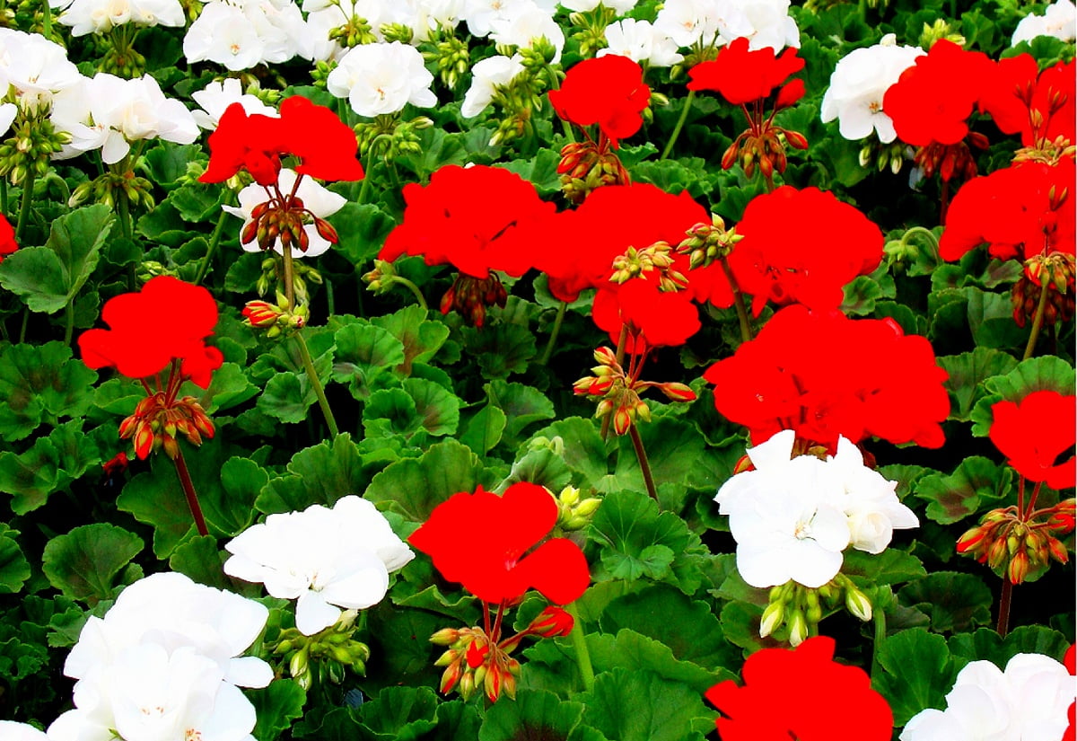 Fiore rosso - gratis sfondo
