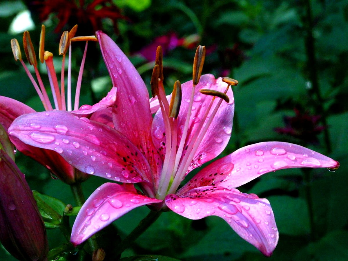 Fiore rosa sulla pianta : immagine di sfondo