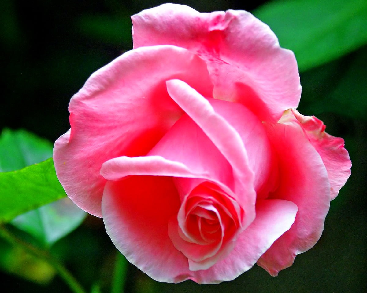 Fiori, petalo, rosa, floribunda, rose da giardino :