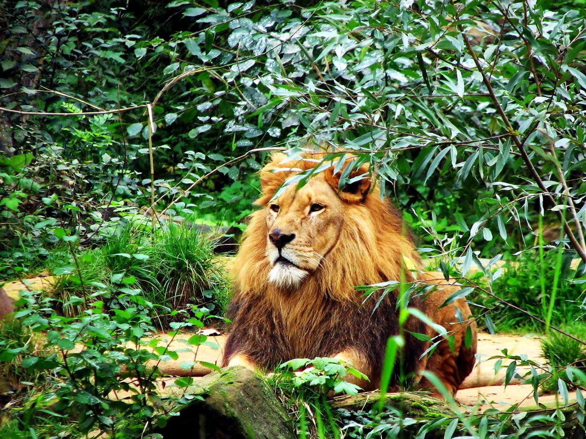 Animali Custodi Dello Zoo Con Gli Animali Selvatici Nello Zoo Della Giungla Gm1419171607 465620703