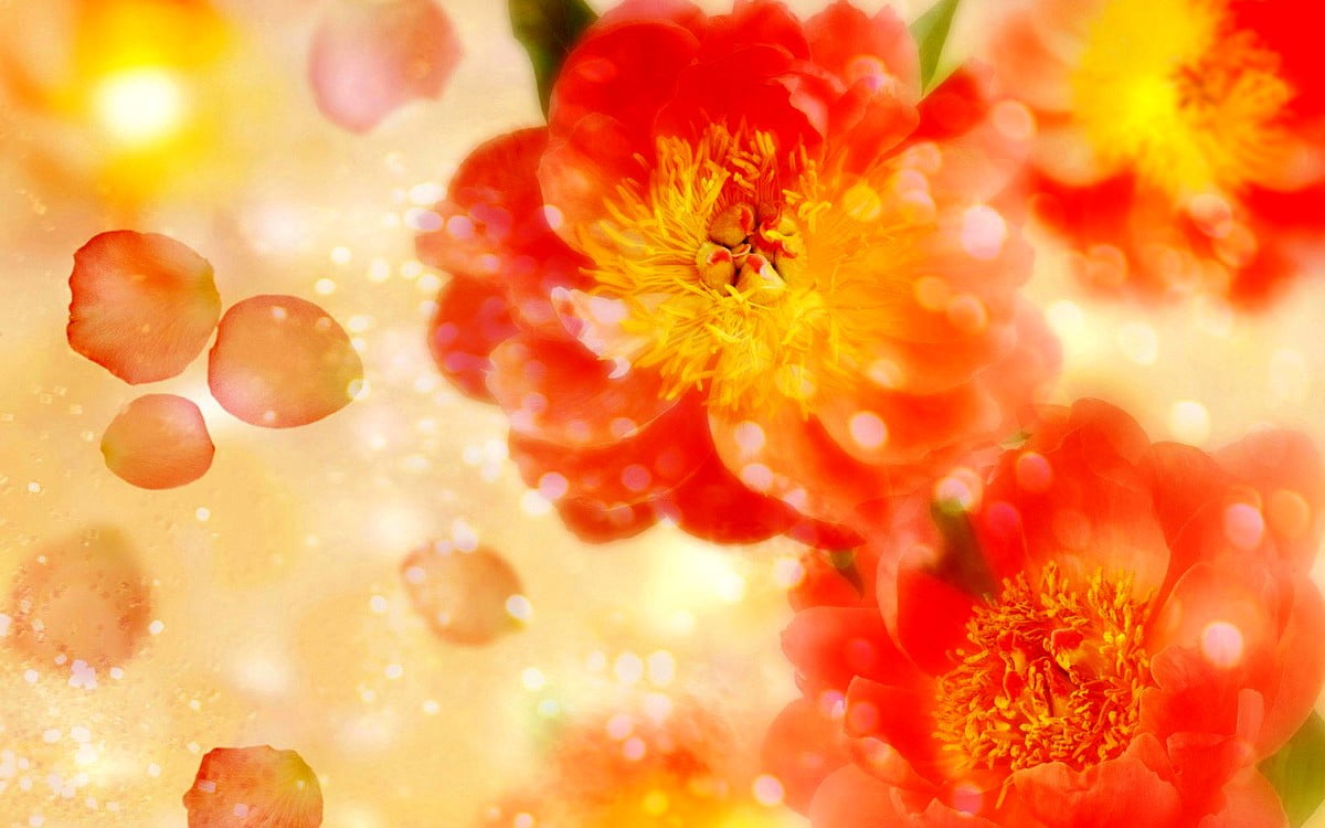 Tenerezza, gialle, petalo, fiori, arancioni : sfondi