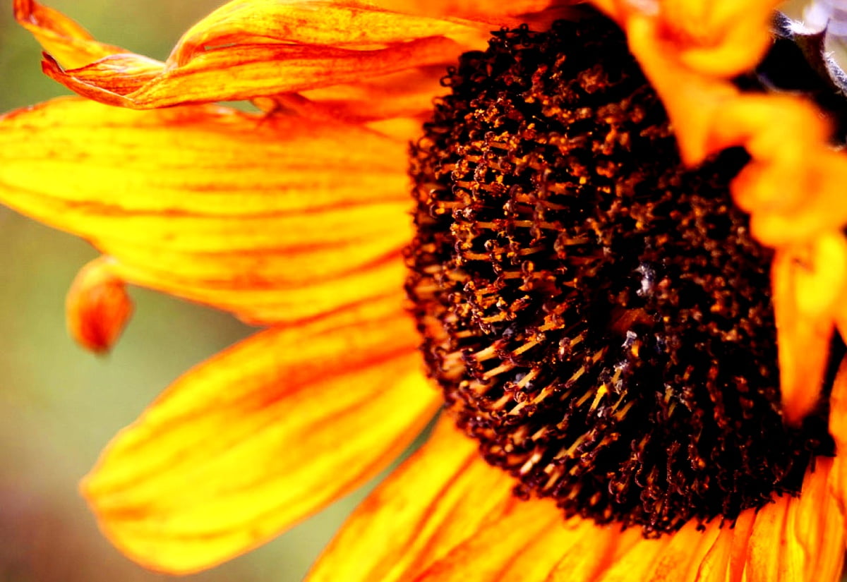 Boji Adesivo Da Parete Con Girasole, Fiori Gialli Rimovibili