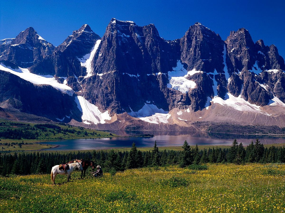 Mandria di mucche al pascolo in campo e montagna (Tonquin Valley, Alberta, Canada) / gratis immagine di sfondo