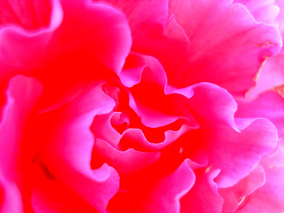 Fiore rosa sulla pianta — sfondo