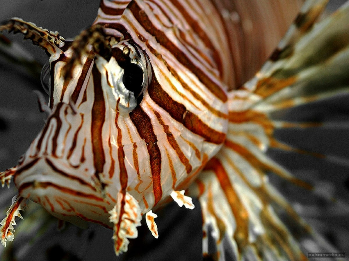 Pesci colorati, pesce leone, barriera corallina, animali, scorfano - immagine di sfondo 1600x1200