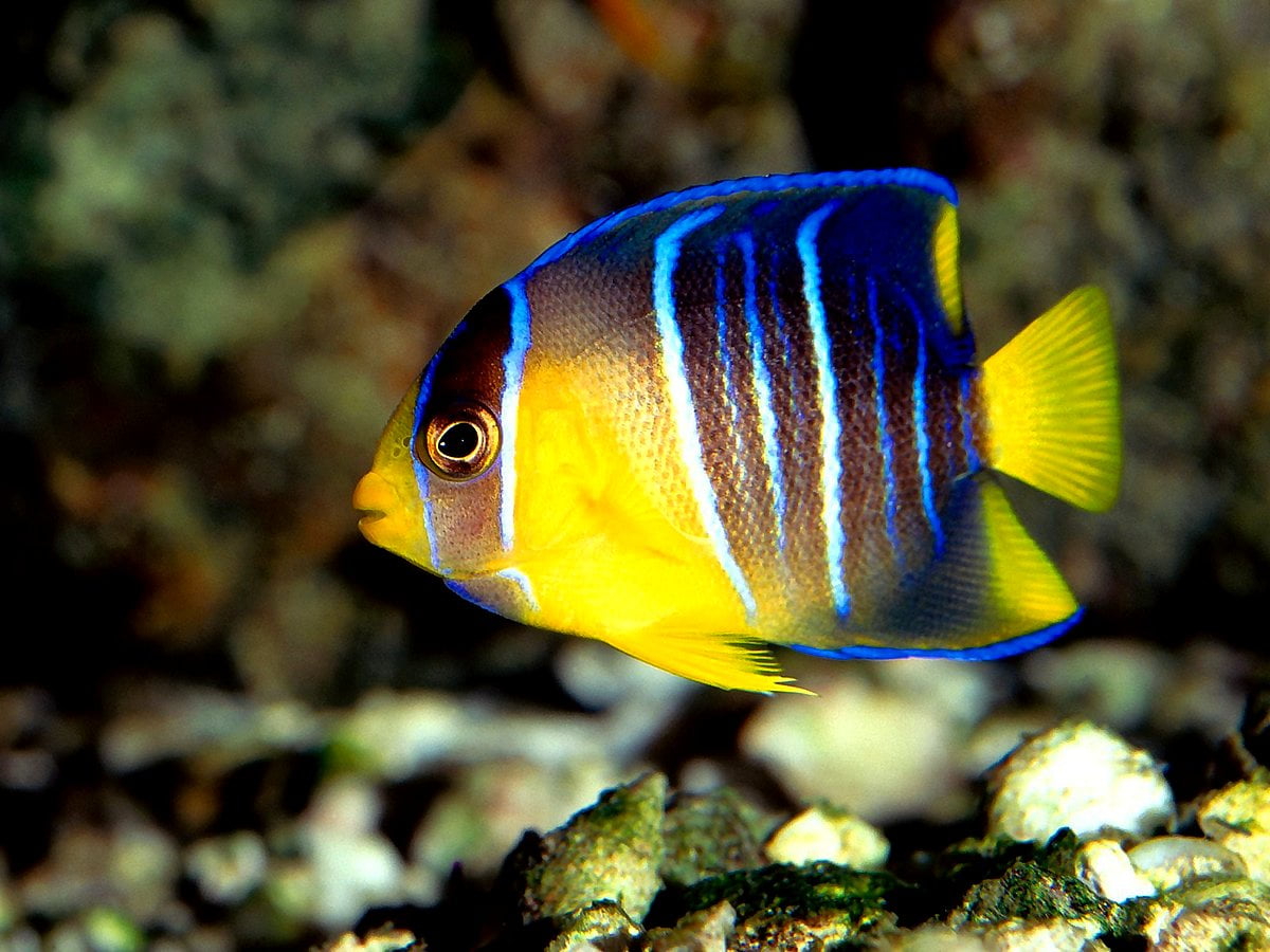 Sfondo : pesce azzurro e giallo 1600x1200