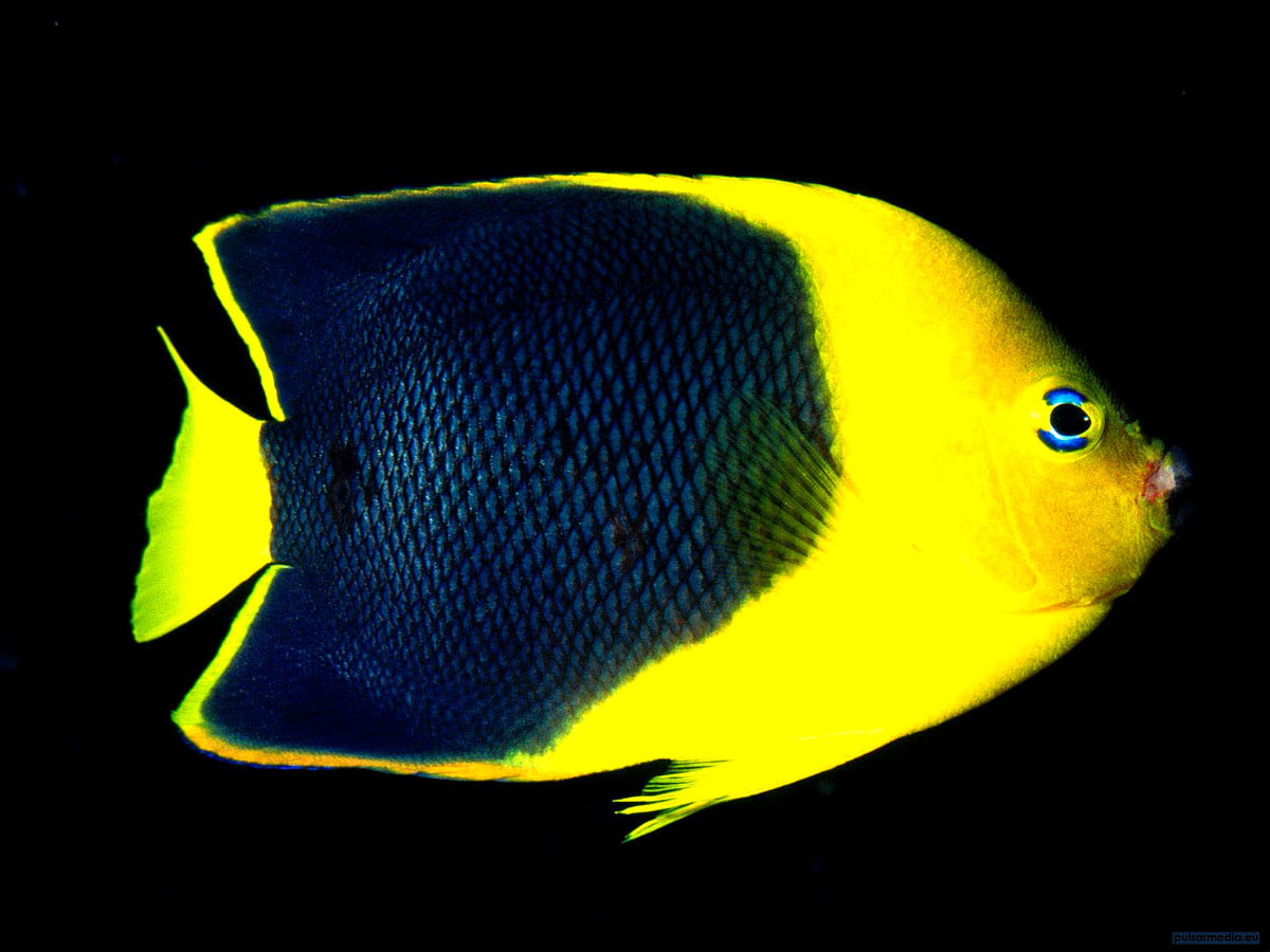 Pesce nero e giallo — gratis HD immagine di sfondo