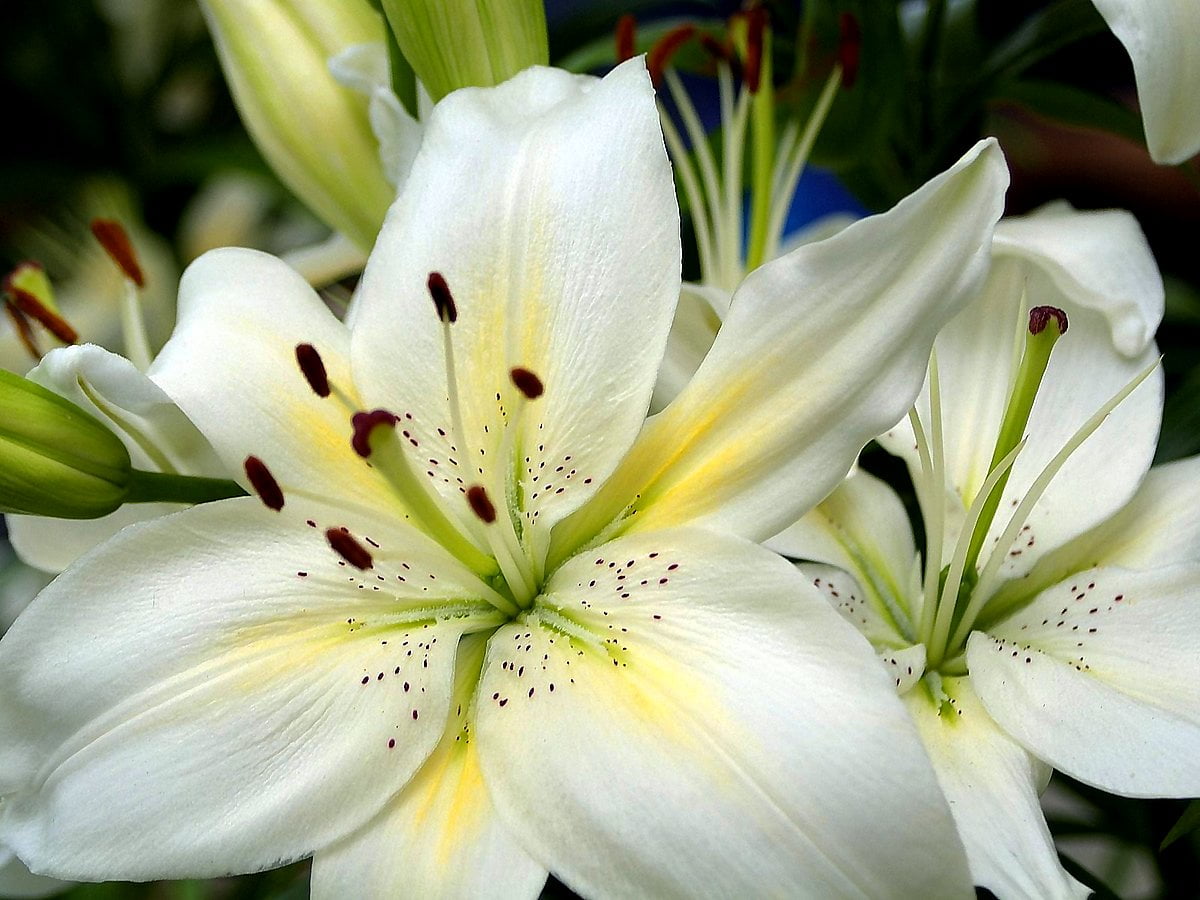 Gratis sfondo / fiore bianco sulla pianta (1600x1200)