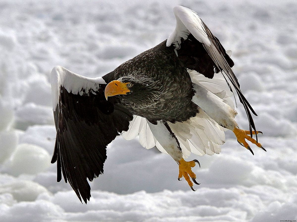 Uccello Aquila Haliaeetus Leucocephalus Sfondo TOP Sfondi