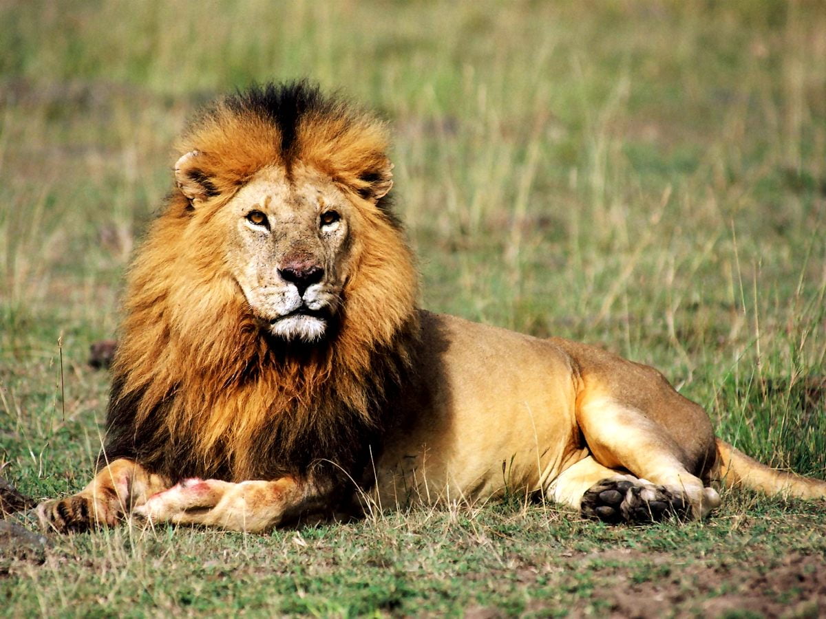 Sfondo Fauna Selvatica Leone Leone Masai Migliori Sfondi