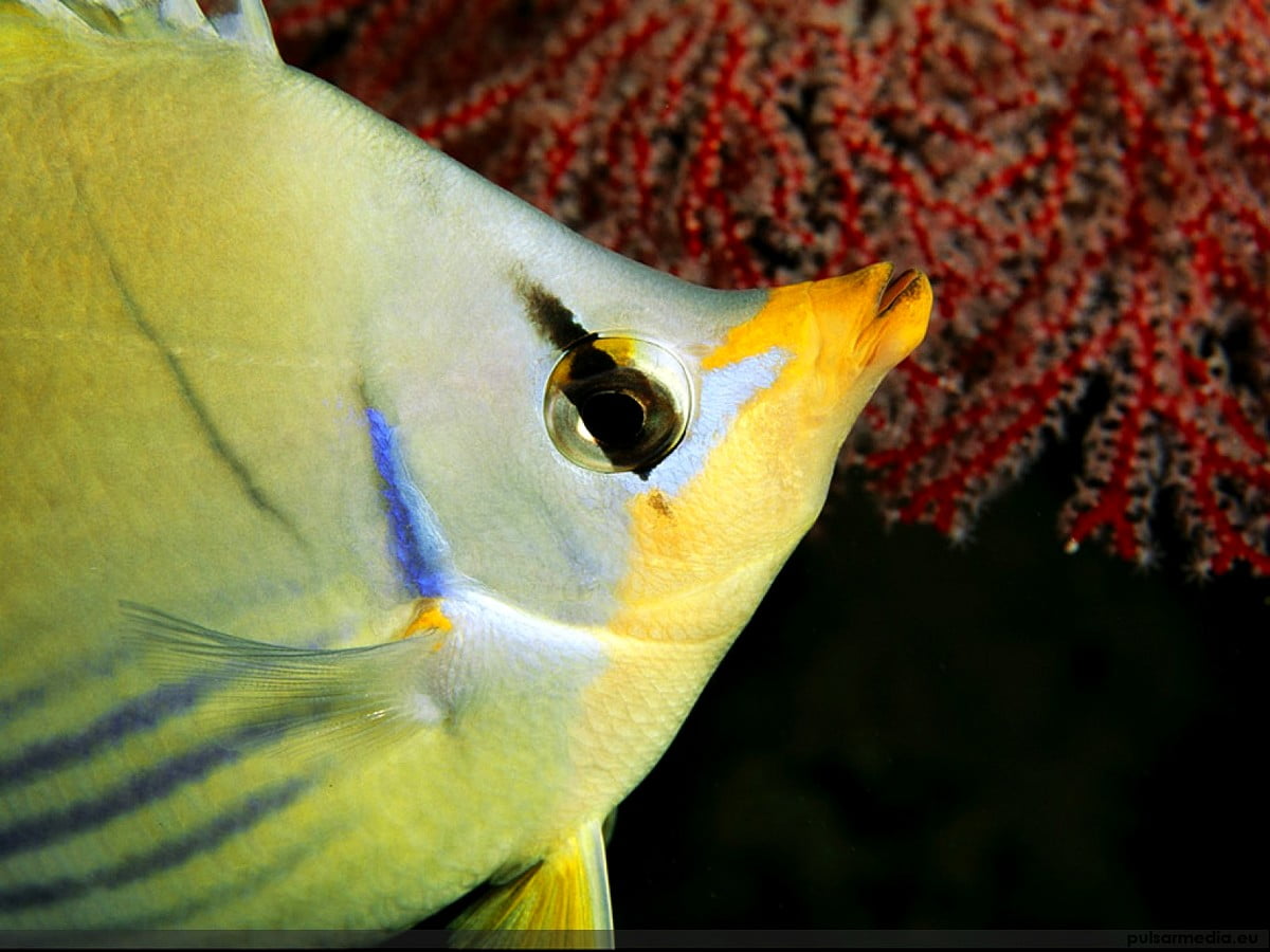 Sfondi / pesci colorati, acquario, animali, pesce, gialle 1600x1200