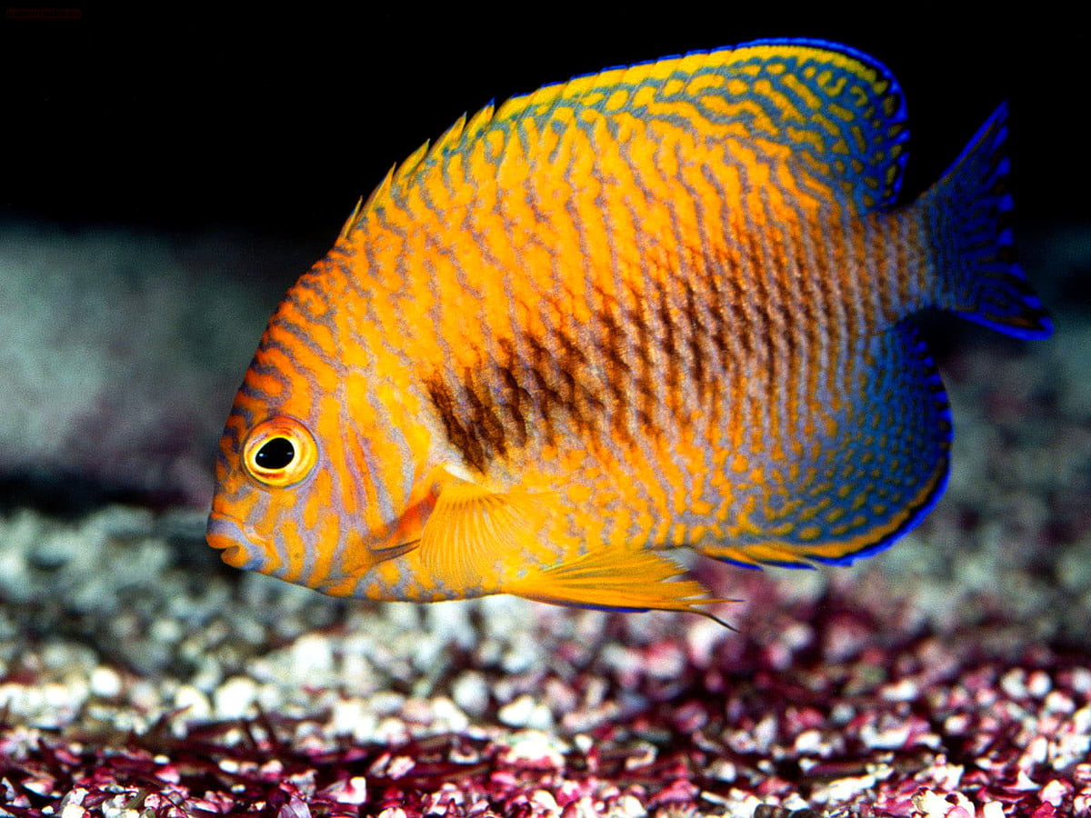 Pesci colorati, pesce, acquario, barriera corallina, animali : immagine di sfondo