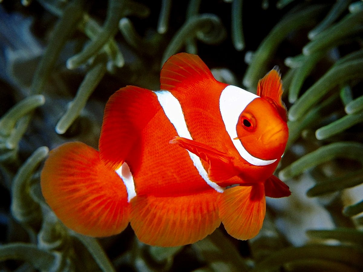 Paralume Per Lampada UV Acquario - Schermo Protettivo Per Pesci