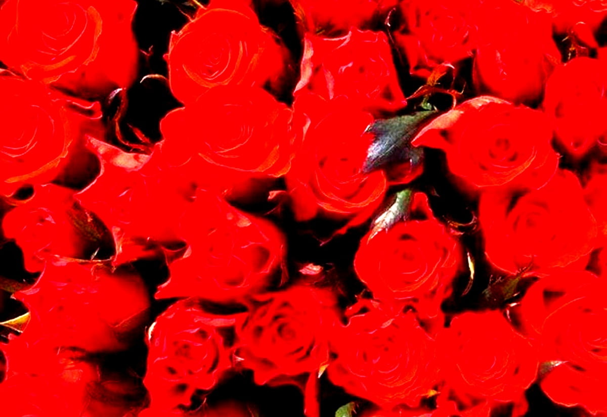 HD immagini sfondi - fiore rosso 1600x1100