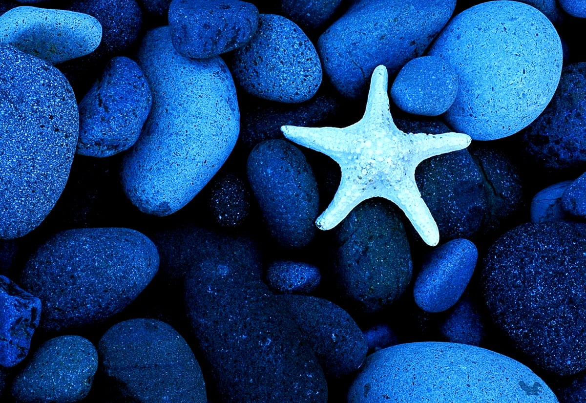 Pietre, blu, stella marina, ghiaia, ghiaia / gratis foto di sfondo