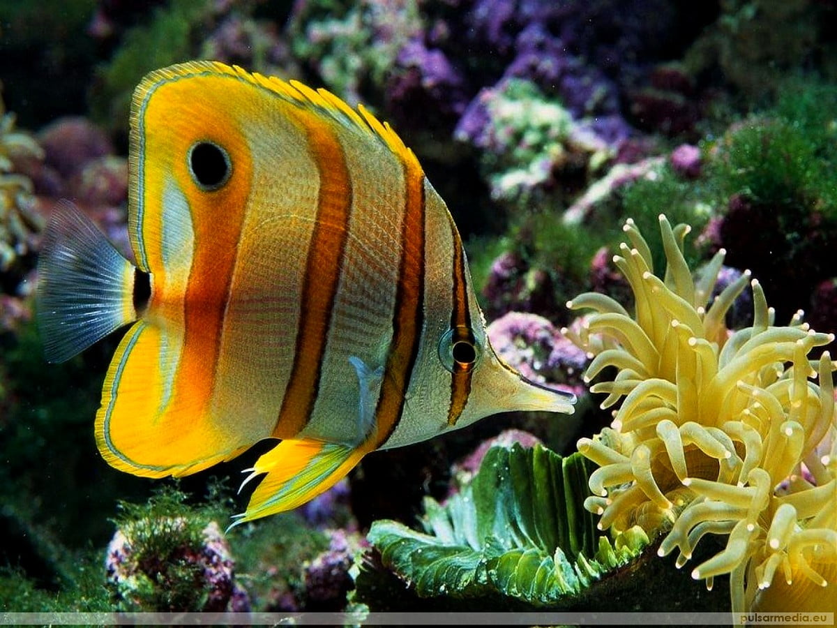 Pesce con fiore giallo