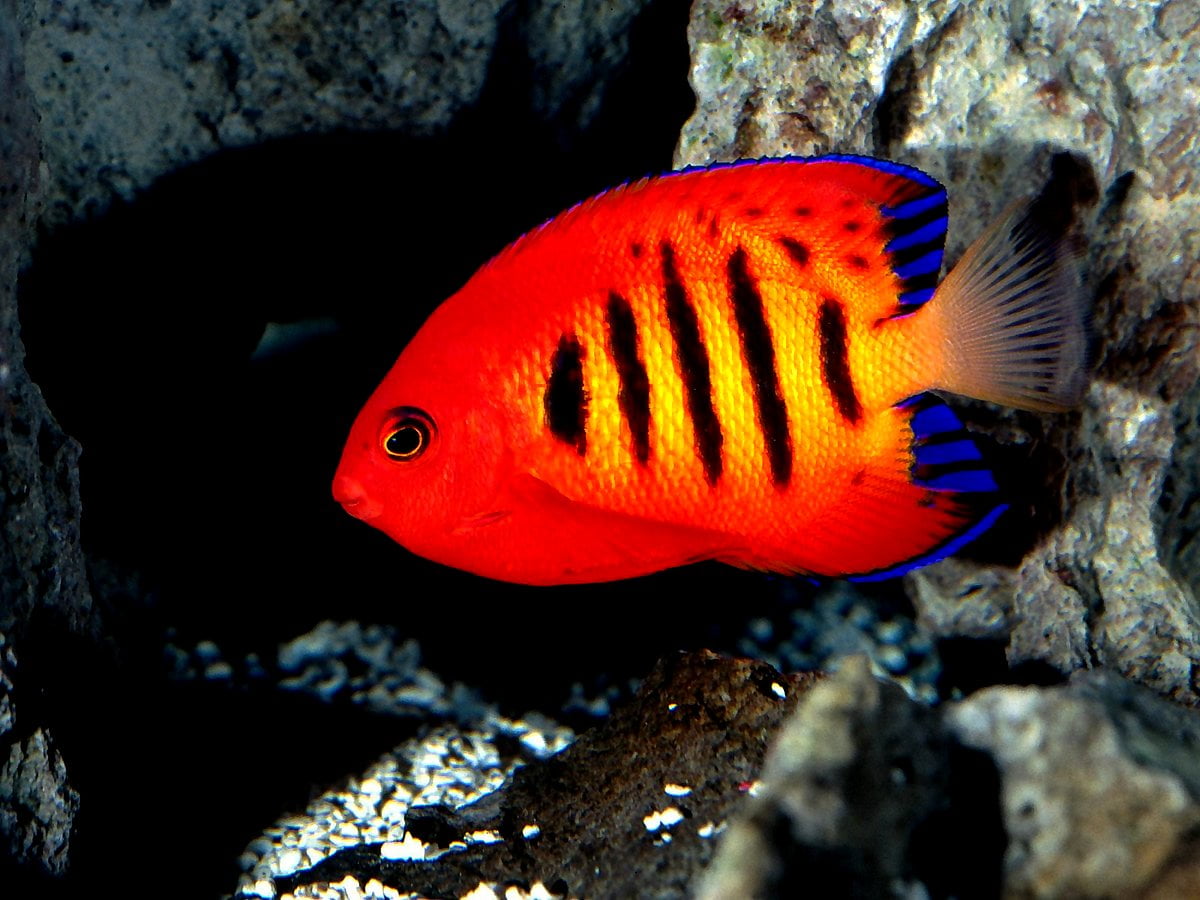 Pesce Barriera Corallina Acquario Sfondo TOP Sfondi