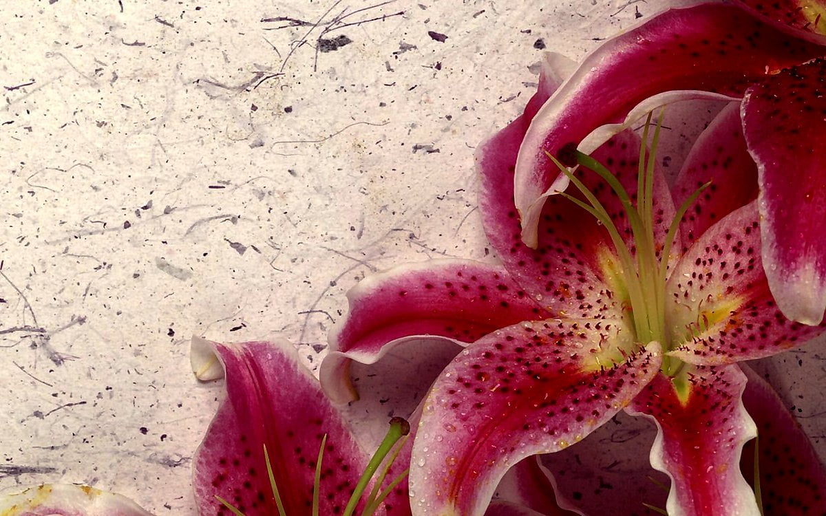 Giglio, fiori, petalo, rosa, giglio stargazer - immagine di sfondo (1680x1050)