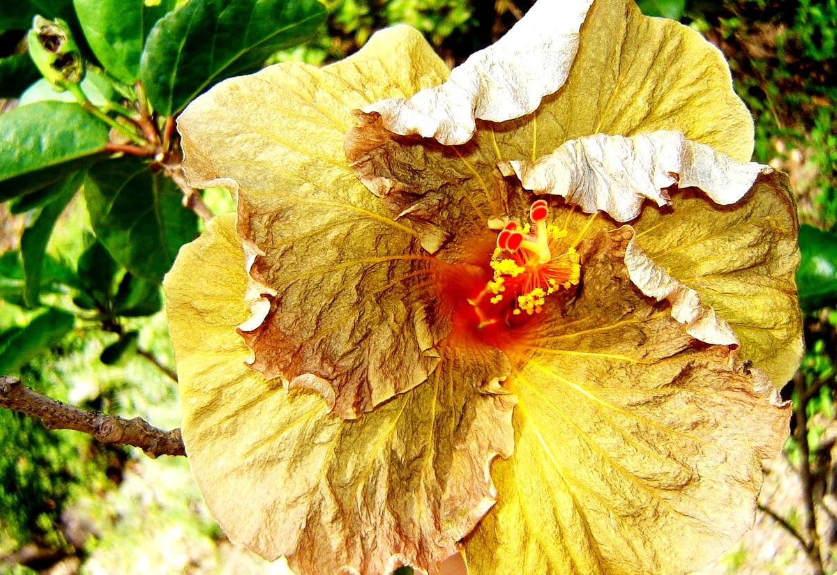 Fiore Finto Di Ibisco OAHU – Arancione, 65cm, Artificiale, Artplants.de