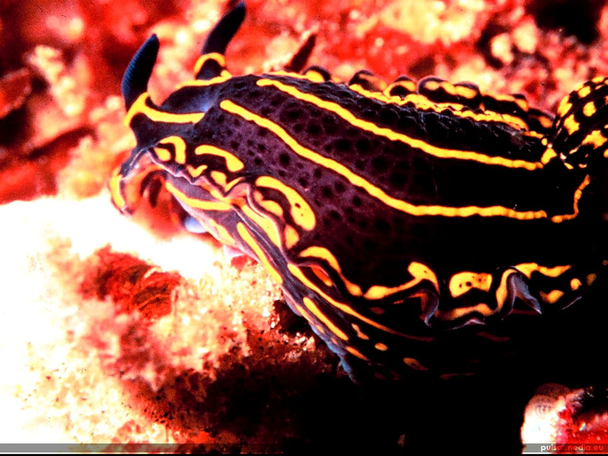 Sfondo Molluschi Barriera Corallina Animali TOP Sfondi