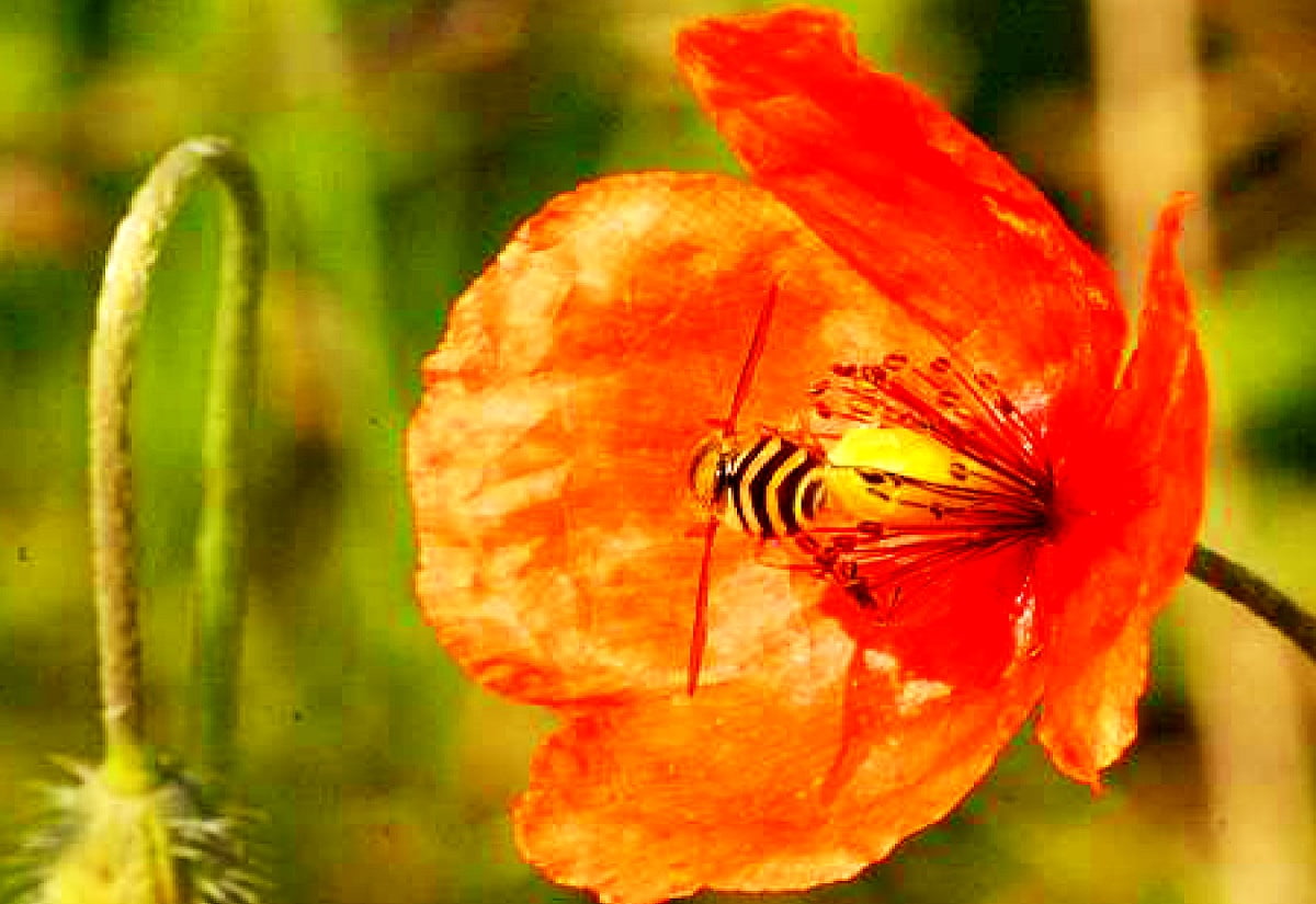 Fiori, papavero, giglio, petalo, insetti : HD sfondo 1600x1100