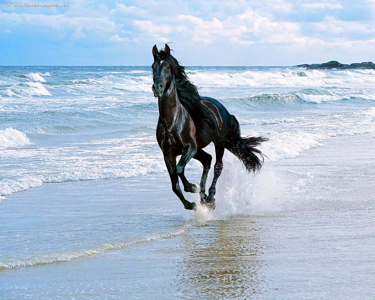 Immagine di sfondo / persona a cavallo in mare