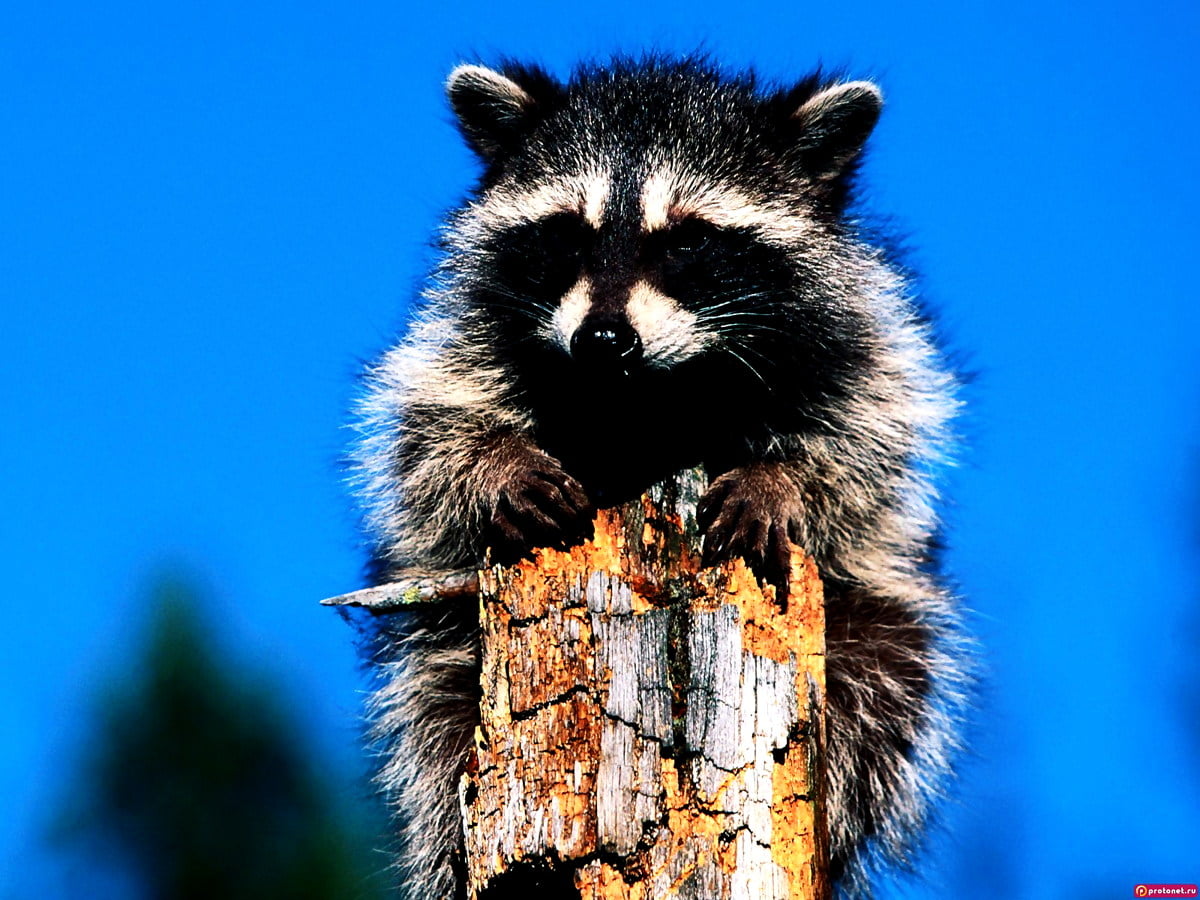 Sfondo Procione Animali Fauna Selvatica Migliori Sfondi Gratis Sfondo Procione Animali Fauna Selvatica Migliori Sfondi Gratis