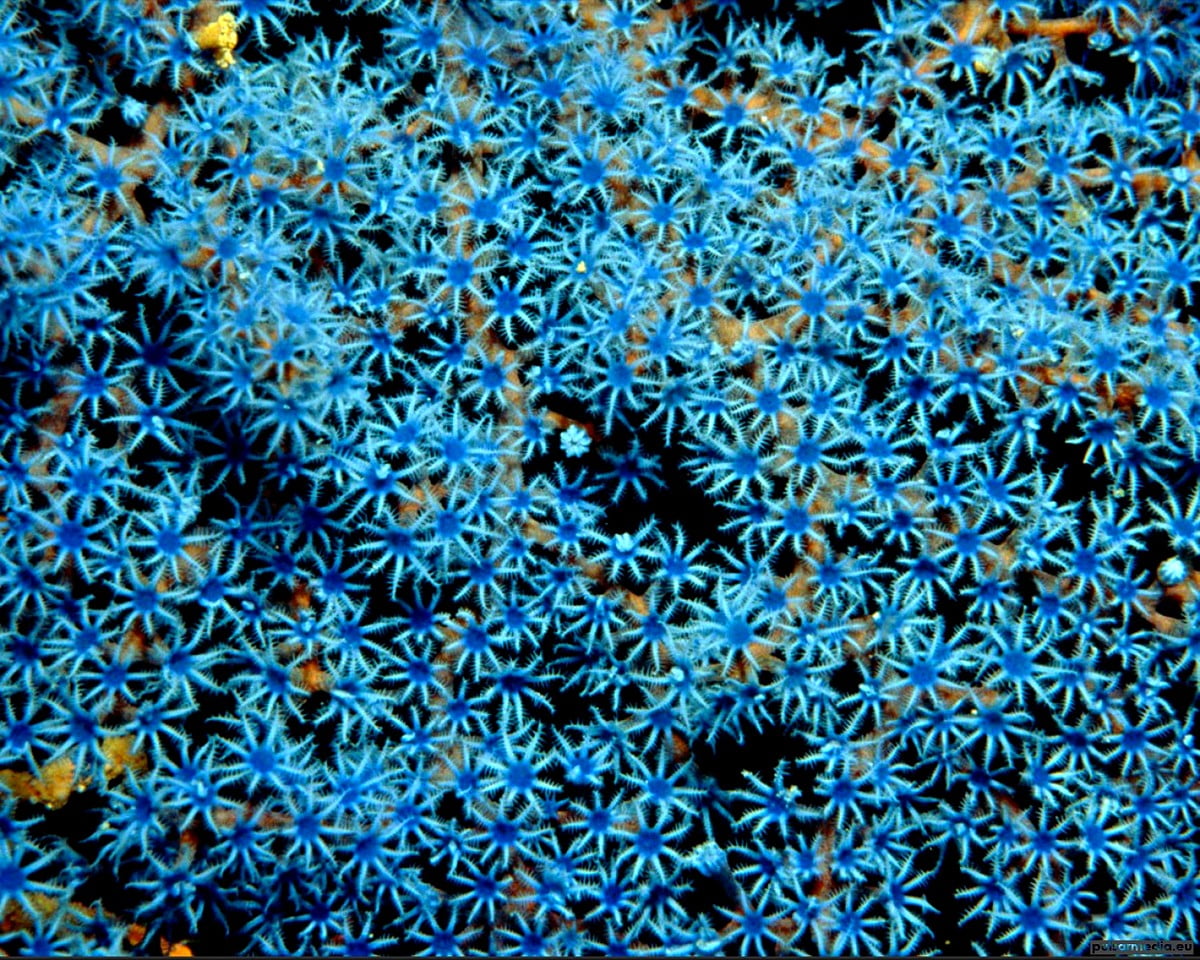Gratis sfondi HD - corallo, blu, animali, modello, barriera corallina (1500x1200)