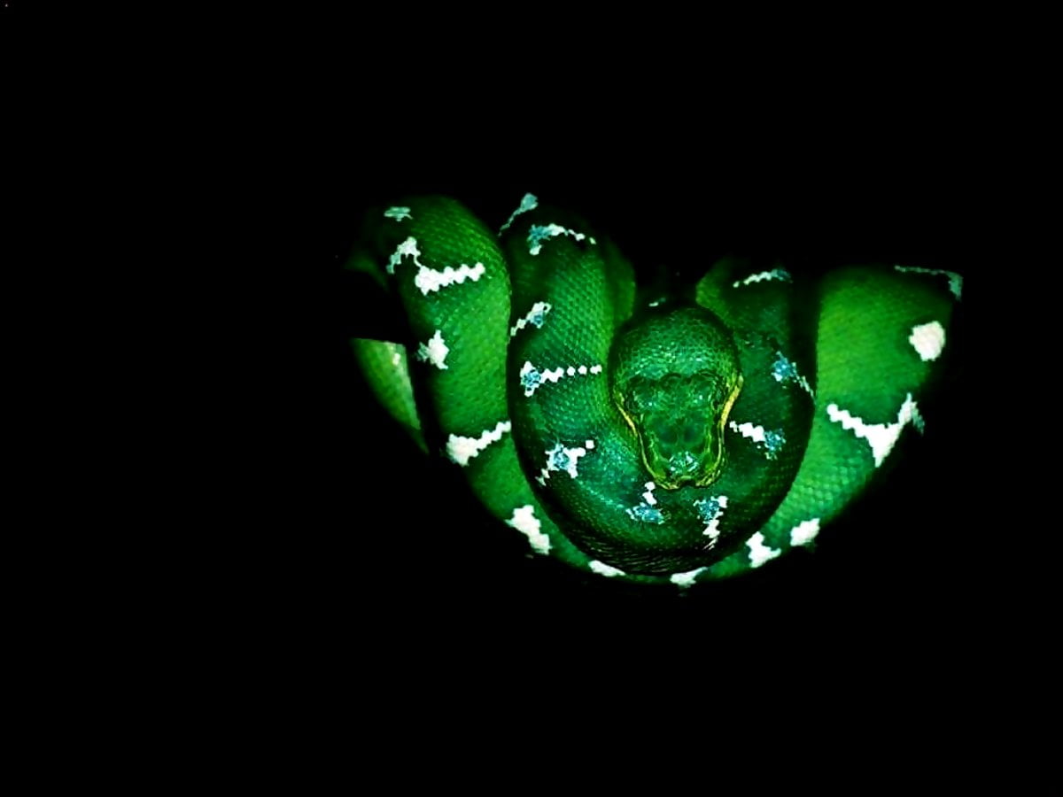 Cimenexe Collana con Ciondolo Serpente Gotico Collana Girocollo Serpente Dorato Collana con Serpente Vipera Punk Catena Collana con Catena a Serpente Piatto Collana con Rettile Serpente Minimo
