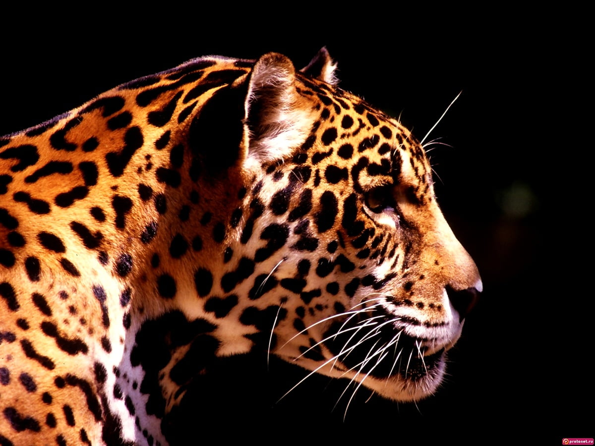 40 Sfondi Leopardo Sfondi Gratis