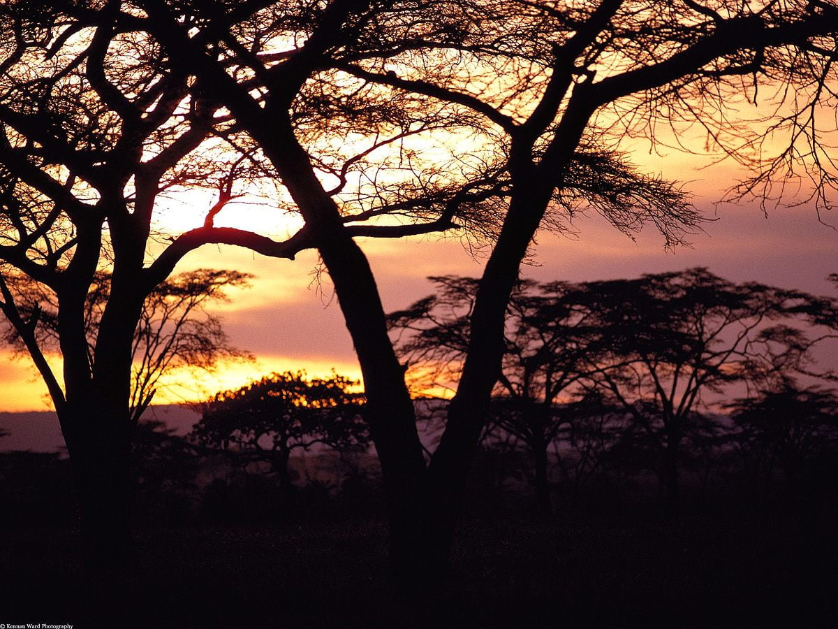 Albero e tramonto (Africa) - gratis immagine di sfondo 1600x1200