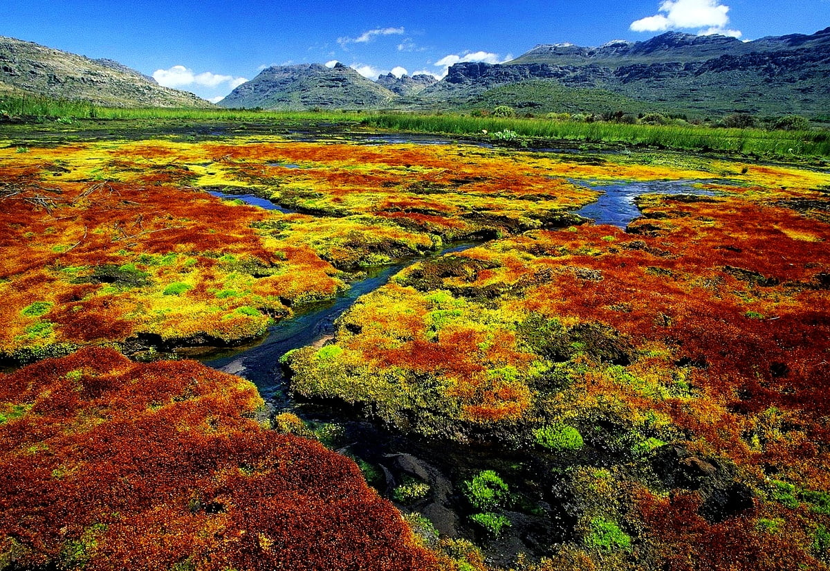 Sfondo / lussureggiante collina verde (Africa)