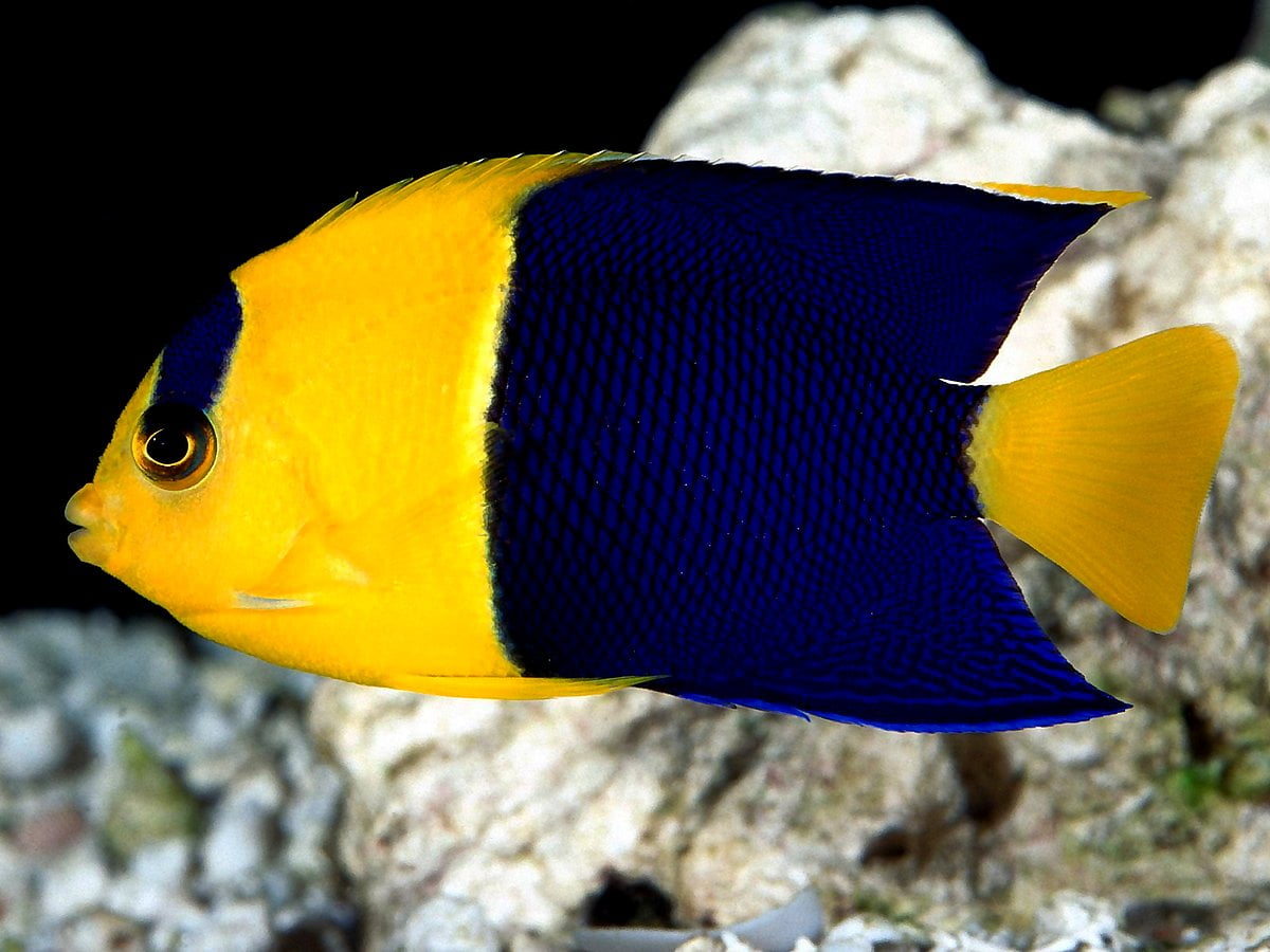 Foto di sfondo - pesce nero e giallo