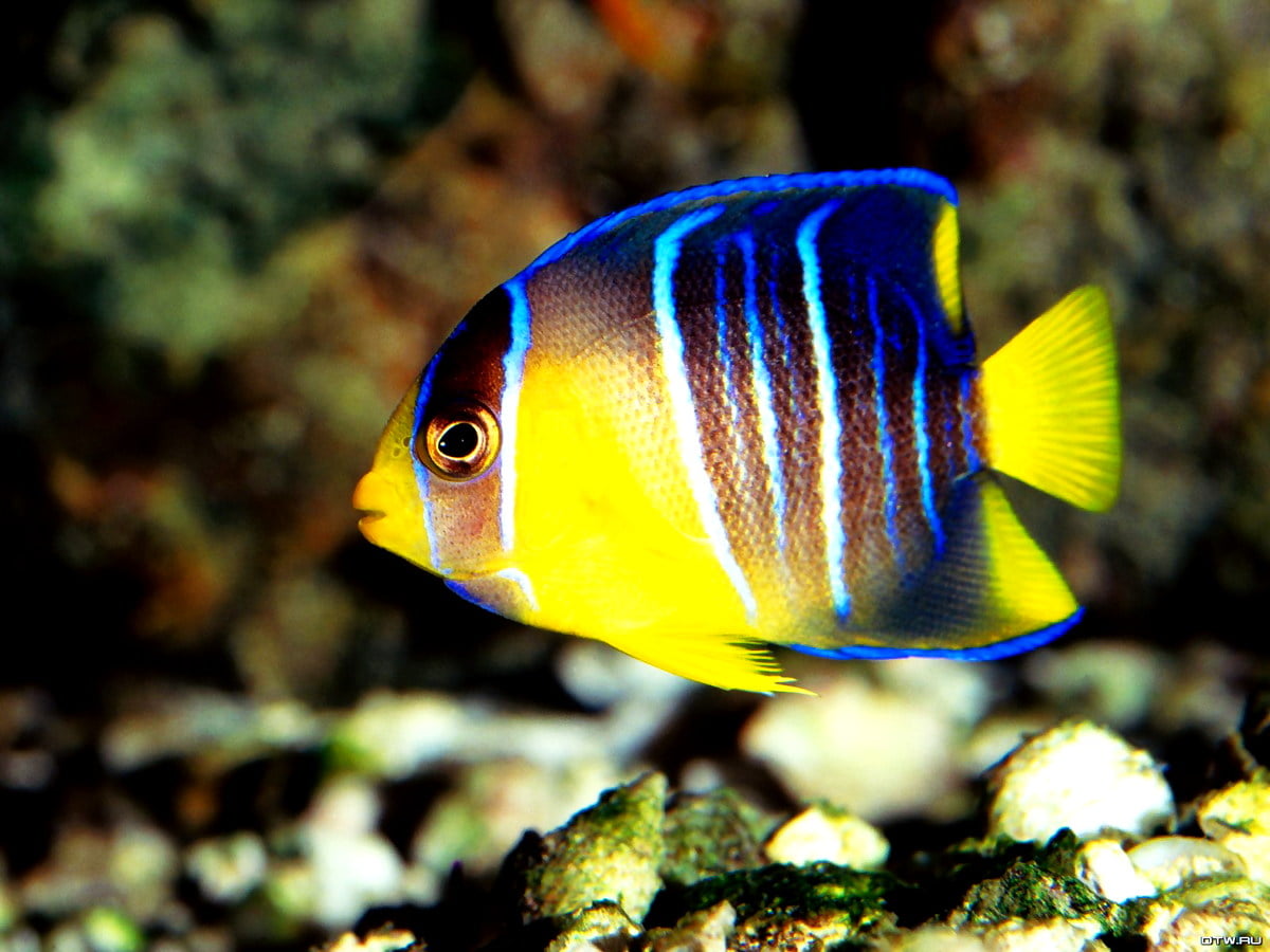 1600x1200 sfondo - pesce azzurro e giallo