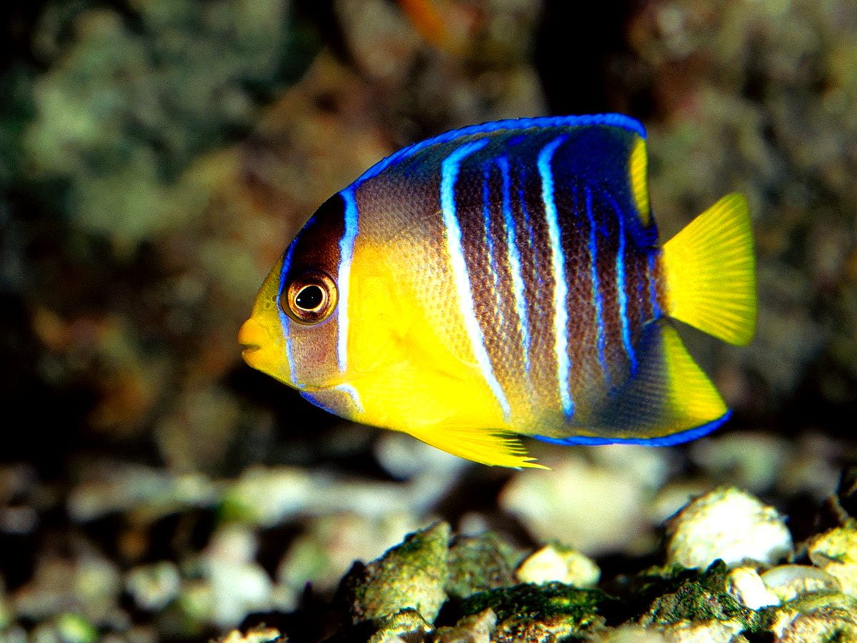 Pesce azzurro e giallo / HD immagine di sfondo