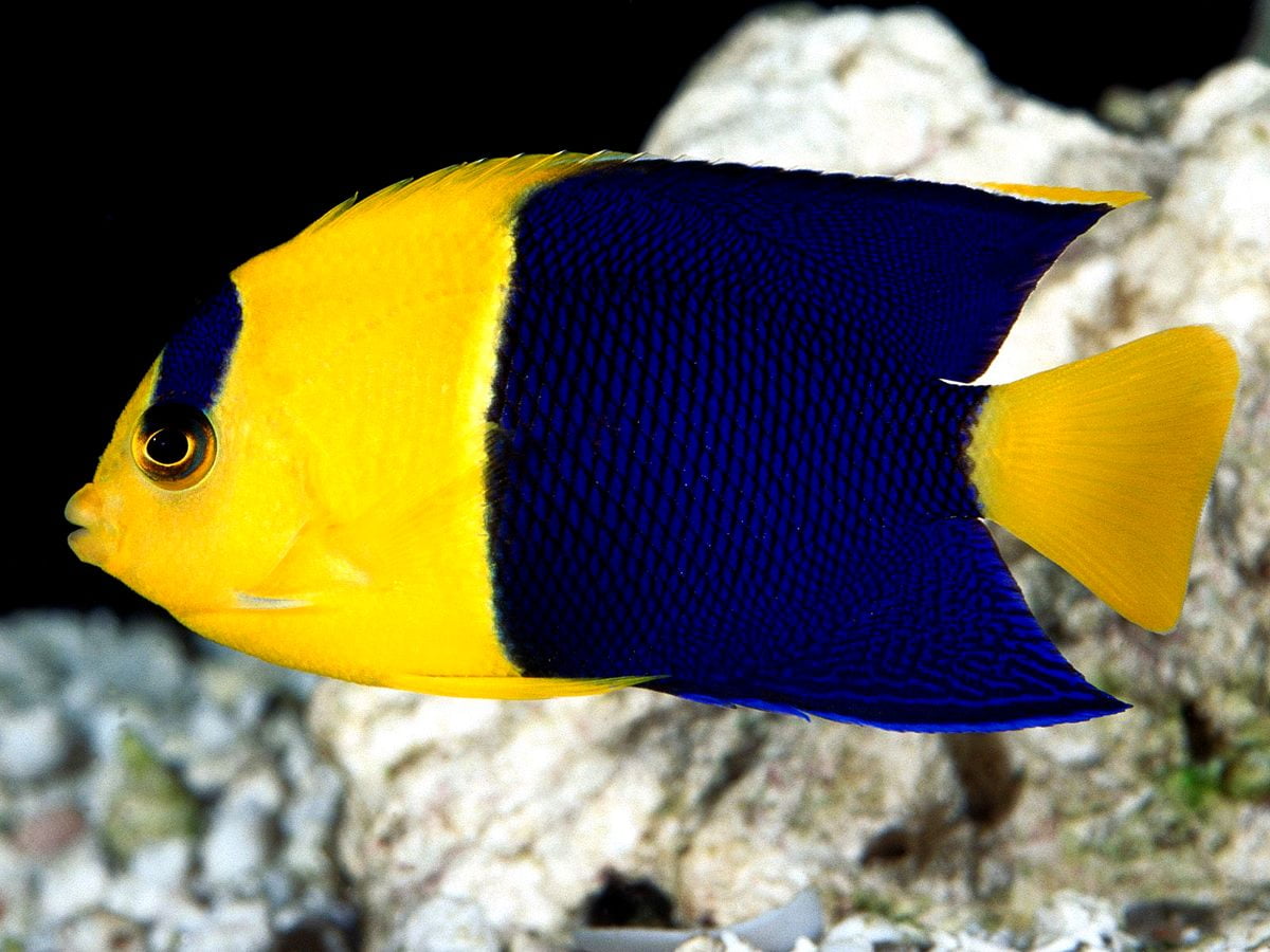 Pesce nero e giallo - sfondi 1600x1200