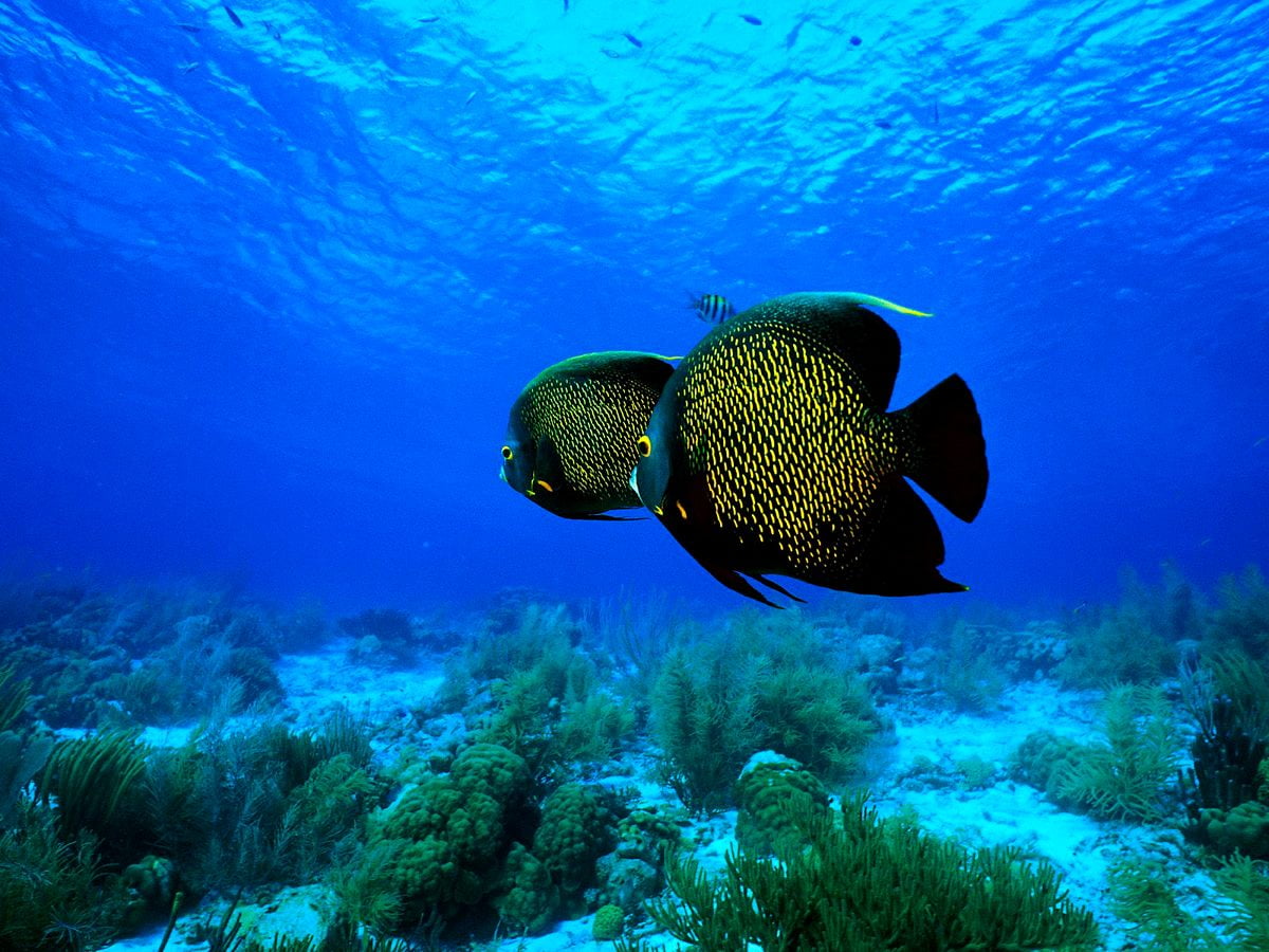 Pesci Colorati Pesce Mondo Sott acqua Sfondo TOP Sfondi
