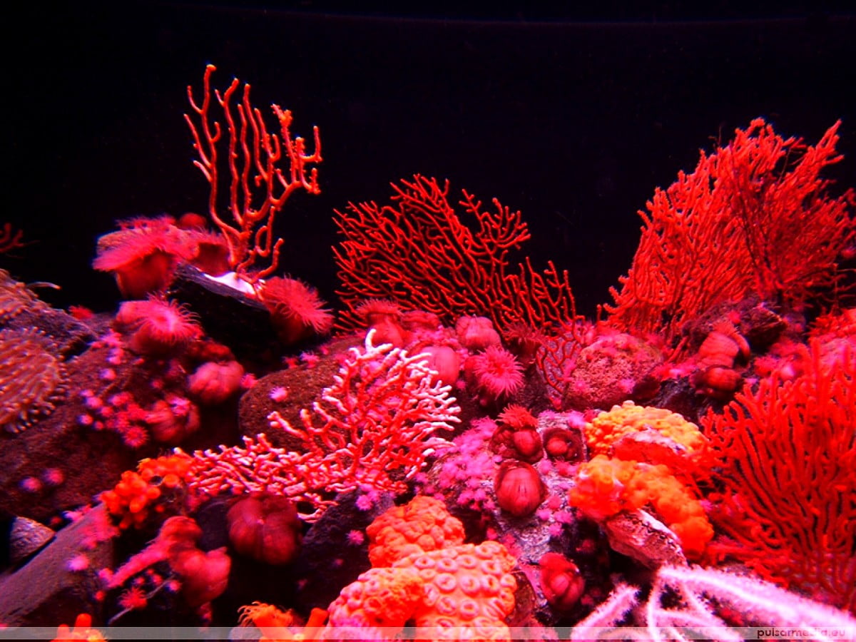 Cambio Acqua In Acquario - Come Preparare L'acqua Salata - Una Volta Al Mese Dosaggio Batteri Cambio Acqua In Acquario - Come Preparare L'acqua Salata - Una Volta Al Mese Dosaggio Batteri
